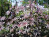 Ricinus communis New Zealand Purple 8.jpg (118083 bytes)
