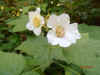 Rubus parviflorus2.jpg (34544 bytes)