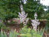 Salvia Sclarea turkestanica2.jpg (36742 bytes)