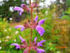 Salvia kopetdagensis 2.JPG (171178 bytes)
