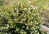 Satureja spinosa1.jpg (175871 bytes)