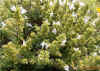 Satureja spinosa2.jpg (135885 bytes)