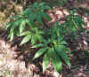 Sauromatum.jpg (96430 bytes)