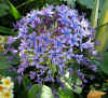 Scilla peruviana.jpg (99985 bytes)