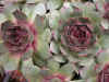 Sempervivum.jpg (73869 bytes)