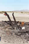 ShoeTree,Tamarisk,Burned3.jpg (92841 bytes)