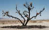 ShoeTree,Tamarisk,Burned.jpg (44096 bytes)