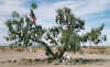 ShoeTree,Tamarisk.jpg (60632 bytes)