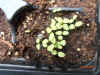 Silene capensis seedlings B.JPG (126933 bytes)