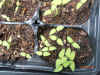 Solanum Burbankii seedlingsB.JPG (134984 bytes)