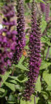 Teucrium hyrcanicum 3.jpg (117431 bytes)