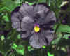 Viola Black 3.jpg (213682 bytes)