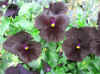 Viola Black.jpg (330650 bytes)