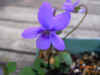 Viola labradorica purpurea 2.JPG (52226 bytes)