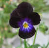Viola nigra.jpg (144263 bytes)