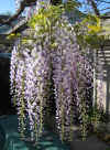 Wisteria floribunda 1.jpg (152525 bytes)