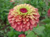 Zinnia Queeny Lime Red.jpg (343844 bytes)