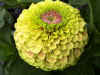 Zinnia Queeny Lime with Blush.jpg (389559 bytes)