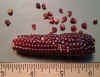 Corn Chires Baby.jpg (171466 bytes)