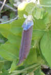 Pea Blue Podded.jpg (50267 bytes)