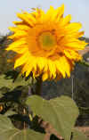 Sunflower Mammoth Grey Stripe 2.jpg (107023 bytes)