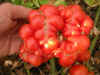 Tomato Voyage.jpg (32436 bytes)